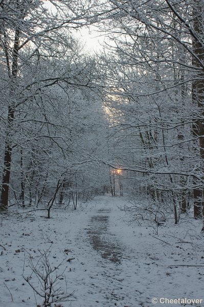 _DSC7303.JPG - Winter in Boswachterij Dorst